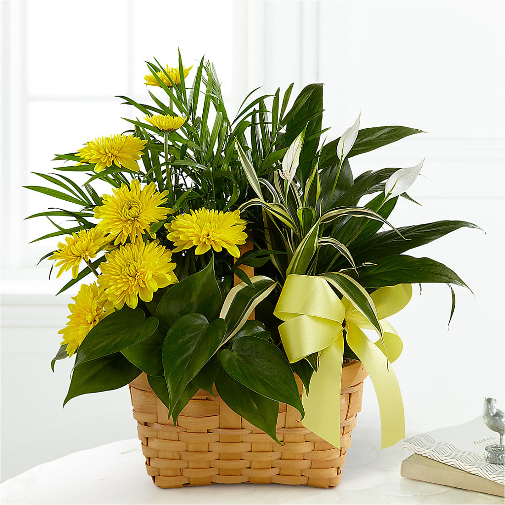 Loving Light Dishgarden – MC INERNEY'S FLOWER SHOP & GREENHOUSE, Middletown CT