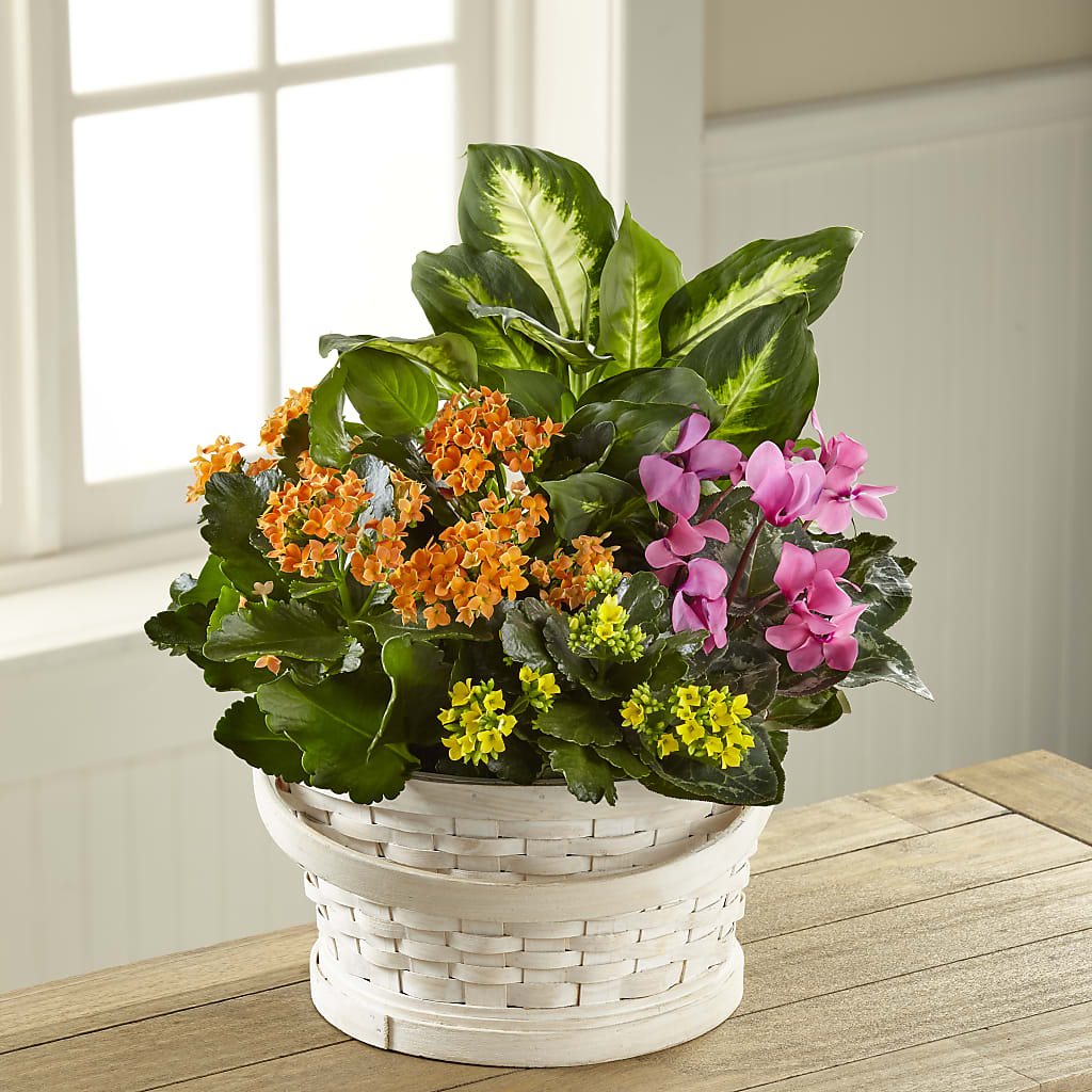 Color Crush Dishgarden – MC INERNEY'S FLOWER SHOP & GREENHOUSE, Middletown CT