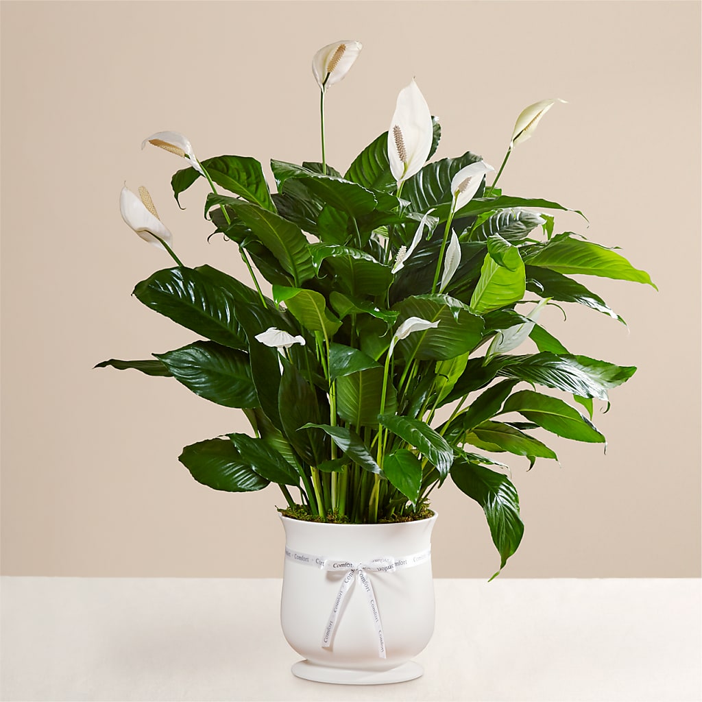 Comfort Planter – MC INERNEY'S FLOWER SHOP & GREENHOUSE, Middletown CT