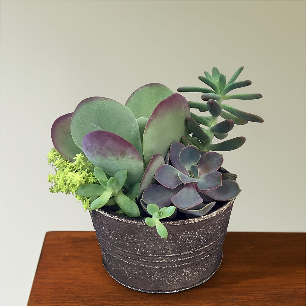 Lush Succulent Garden – MC INERNEY'S FLOWER SHOP & GREENHOUSE, Middletown CT