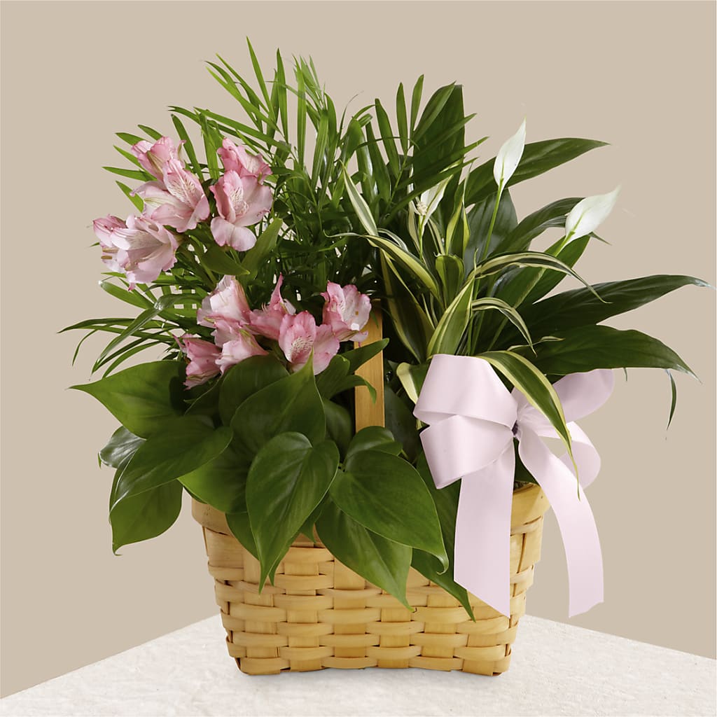 Living Spirit Dishgarden – MC INERNEY'S FLOWER SHOP & GREENHOUSE, Middletown CT