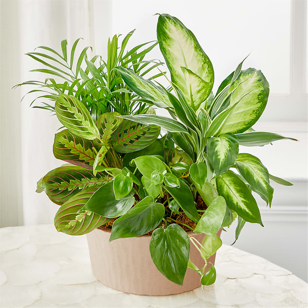 Balance & Harmony Dishgarden – MC INERNEY'S FLOWER SHOP & GREENHOUSE, Middletown CT