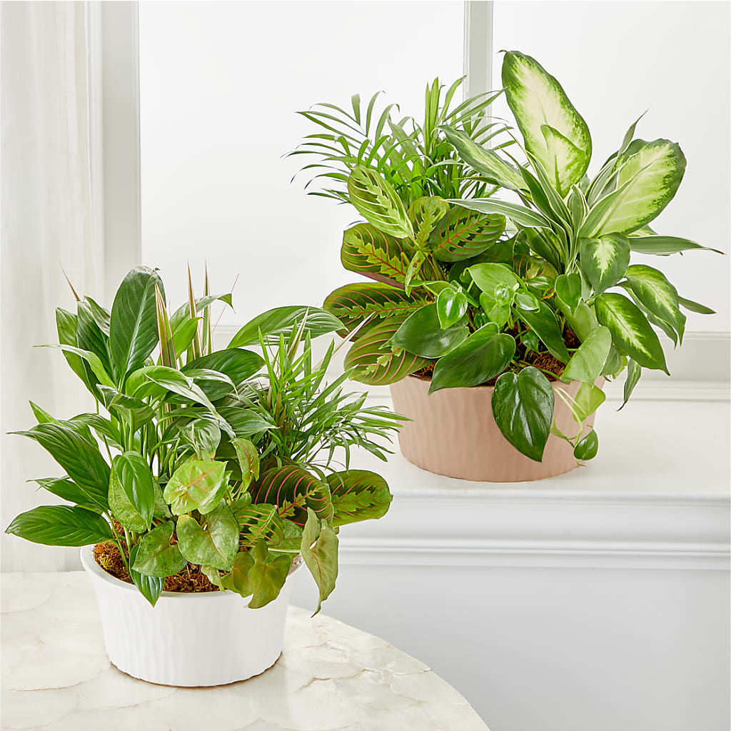 Balance & Harmony Dishgarden – MC INERNEY'S FLOWER SHOP & GREENHOUSE, Middletown CT