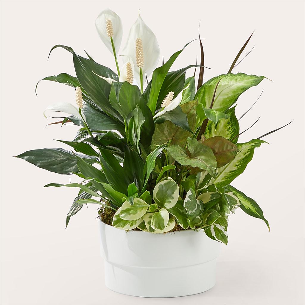 Radiating Positivity Dishgarden – MC INERNEY'S FLOWER SHOP & GREENHOUSE, Middletown CT