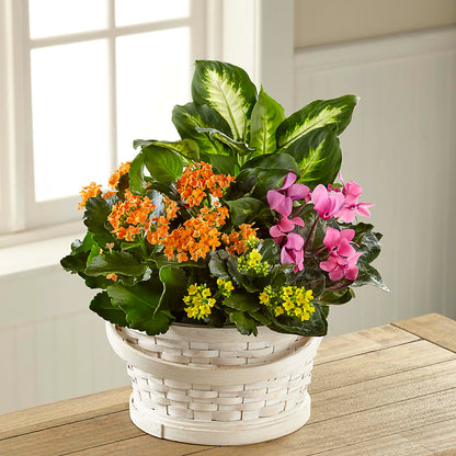 Color Crush Dishgarden – MC INERNEY'S FLOWER SHOP & GREENHOUSE, Middletown CT