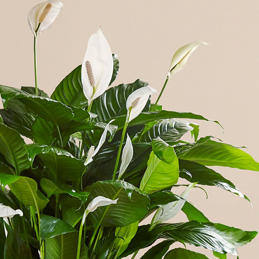Comfort Planter – MC INERNEY'S FLOWER SHOP & GREENHOUSE, Middletown CT