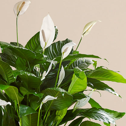 Comfort Planter – MC INERNEY'S FLOWER SHOP & GREENHOUSE, Middletown CT