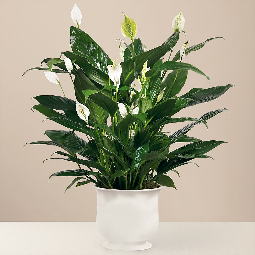 Comfort Planter – MC INERNEY'S FLOWER SHOP & GREENHOUSE, Middletown CT