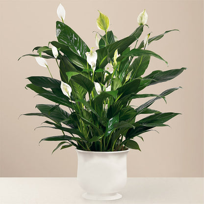 Comfort Planter – MC INERNEY'S FLOWER SHOP & GREENHOUSE, Middletown CT