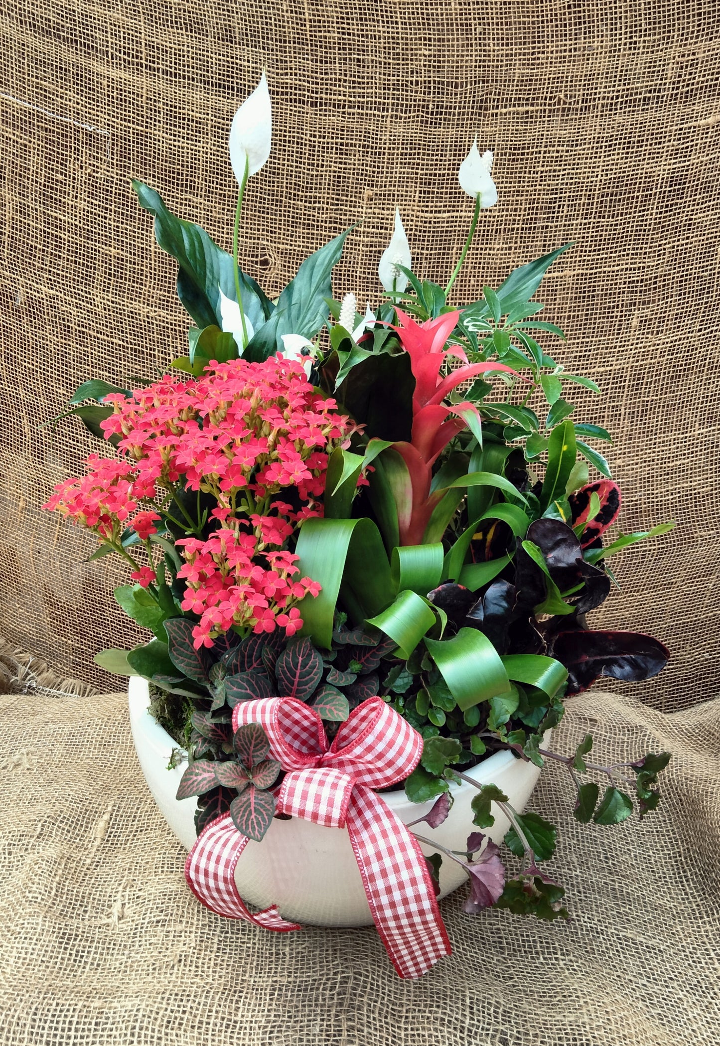 Dish Garden in Ceramic Container