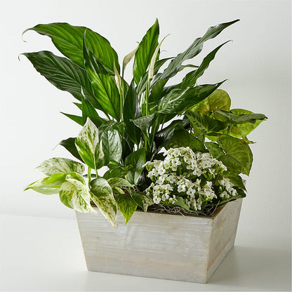Rustic Box Dish Garden – MC INERNEY'S FLOWER SHOP & GREENHOUSE, Middletown CT