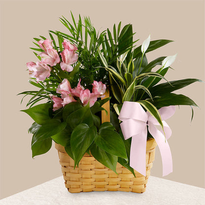 Living Spirit Dishgarden – MC INERNEY'S FLOWER SHOP & GREENHOUSE, Middletown CT