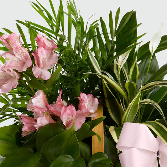 Living Spirit Dishgarden – MC INERNEY'S FLOWER SHOP & GREENHOUSE, Middletown CT