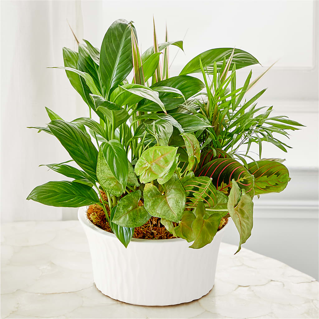 Balance & Harmony Dishgarden – MC INERNEY'S FLOWER SHOP & GREENHOUSE, Middletown CT